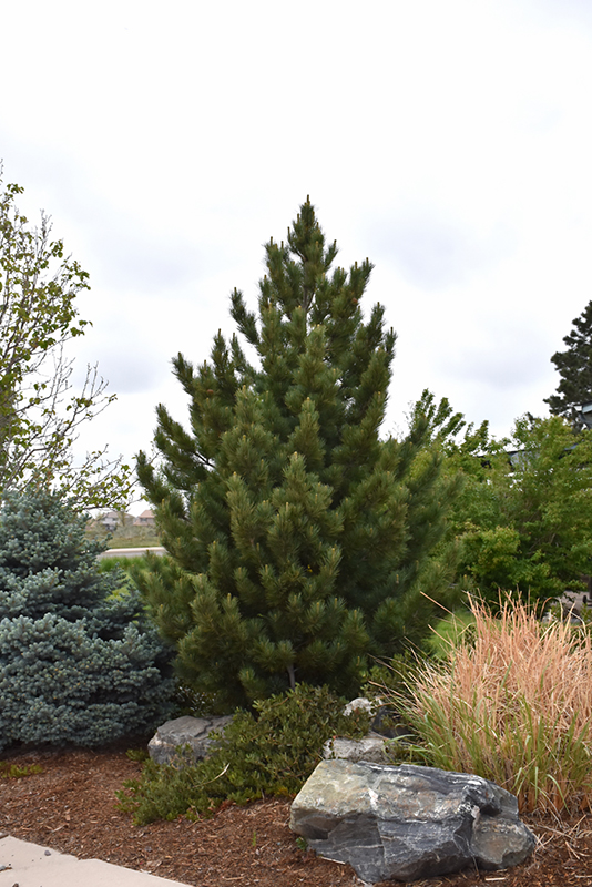 Emerald Arrow Bosnian Pine (Pinus heldreichii 'Emerald Arrow') at Millcreek Gardens
