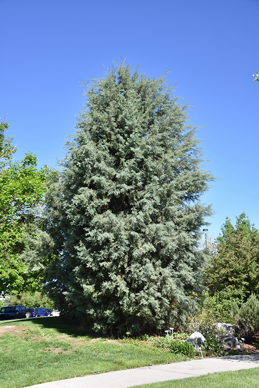 Arizona Cypress (Cupressus arizonica) at Millcreek Gardens