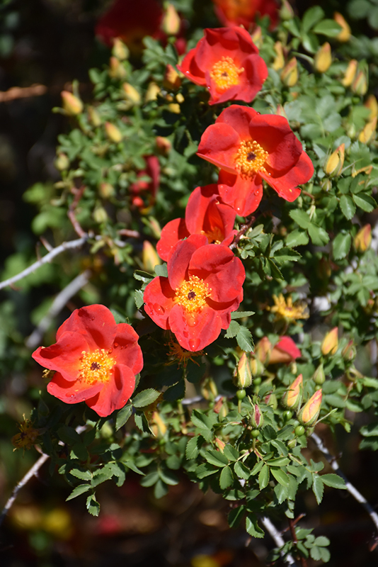 Austrian Copper Rose (Rosa foetida 'Bicolor') at Millcreek Gardens