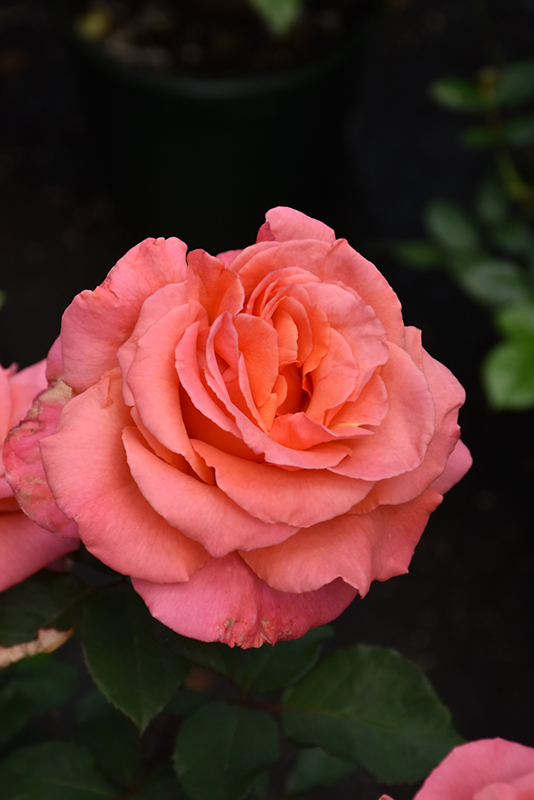 Sedona Rose (Rosa 'JACmcall') at Millcreek Gardens