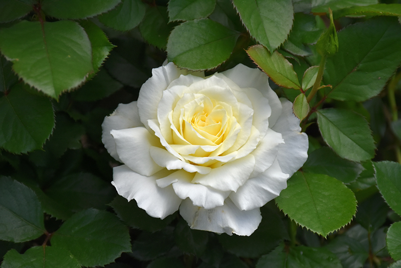 White Licorice Rose (Rosa 'White Licorice') at Millcreek Gardens