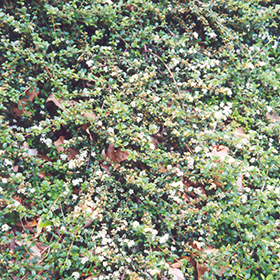 Plant Photo 10