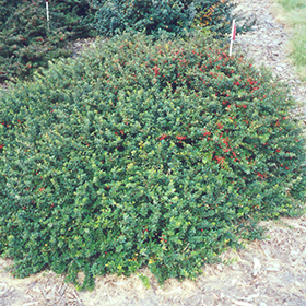 Plant Photo 9