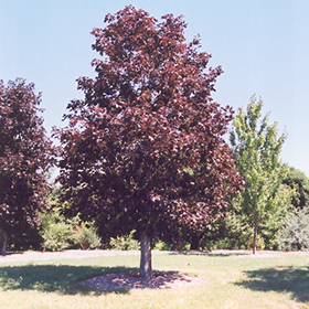Plant Photo 1