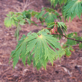 Plant Photo 4