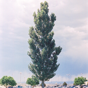 Plant Photo 2