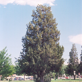 Plant Photo 9