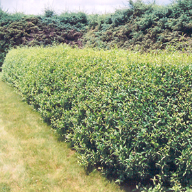 Plant Photo 10