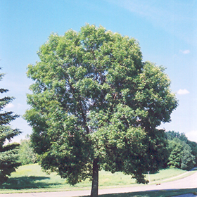 Plant Photo 6