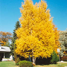 Plant Photo 7