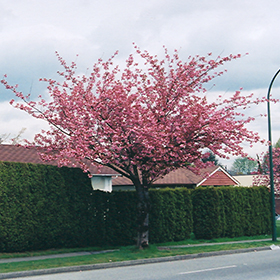 Kwanzan Flowering Cherry Prunus Serrulata Kwanzan In Salt Lake City Utah Ut At Millcreek Gardens