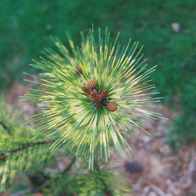 Plant Photo 3