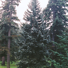 Plant Photo 9