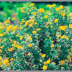Plant Photo 7