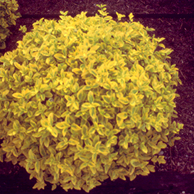 Plant Photo 6
