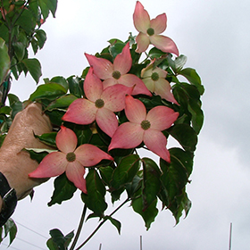 Plant Photo 3