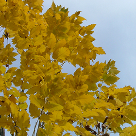 Plant Photo 7