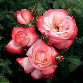 Plant Photo 2