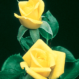 Plant Photo 8