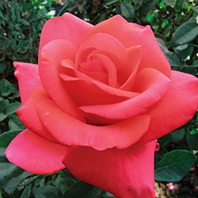 Plant Photo 8