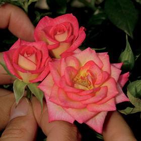 Plant Photo 3