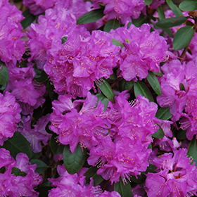 Plant Photo 6
