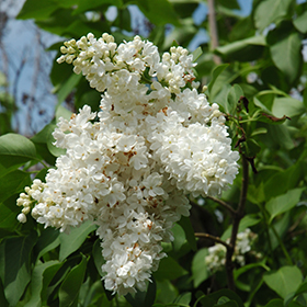 Plant Photo 8