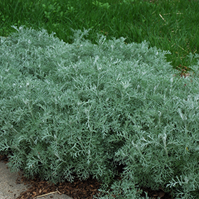 Plant Photo 2