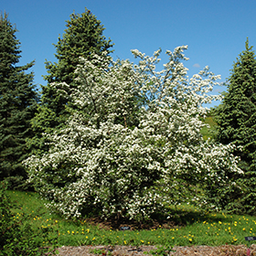 Plant Photo 5