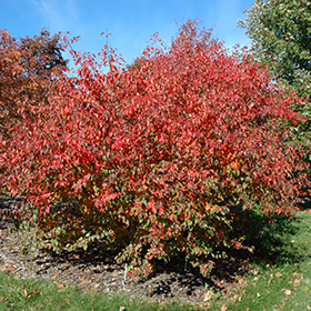 Plant Photo 4
