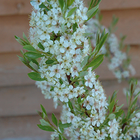 Plant Photo 10