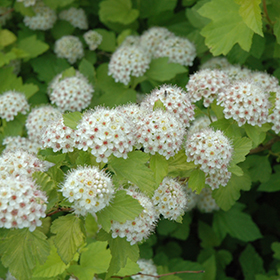 Plant Photo 2