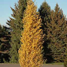 Plant Photo 10