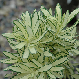 Plant Photo 6