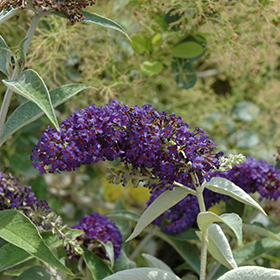 Plant Photo 9