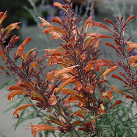 Plant Photo 6