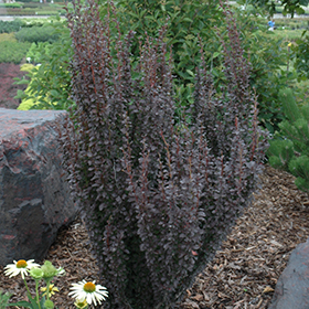 Plant Photo 1