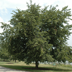 Plant Photo 7