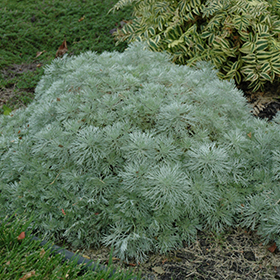 Plant Photo 3