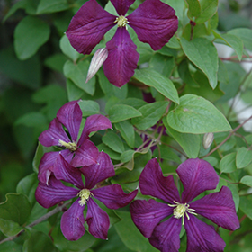 Plant Photo 7