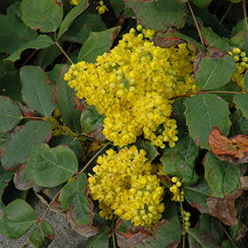 Plant Photo 2