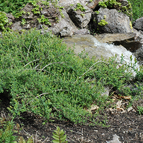 Plant Photo 5