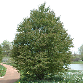 Plant Photo 10