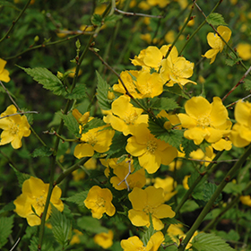 Plant Photo 3