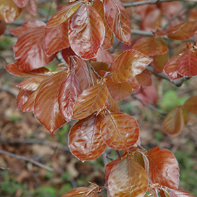 Plant Photo 9