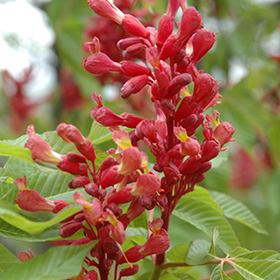 Plant Photo 1