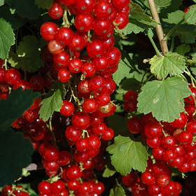 Plant Photo 8