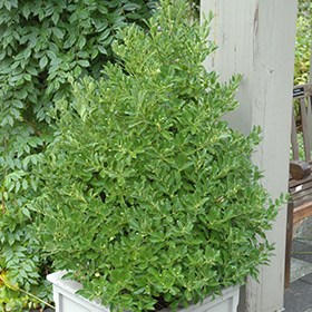 Plant Photo 1