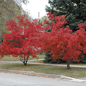 Plant Photo 8