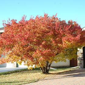 Plant Photo 6